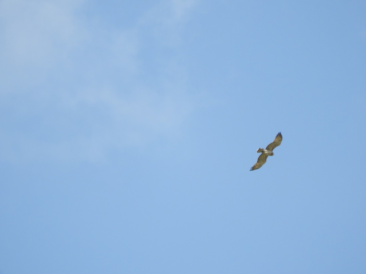 Short-toed Snake-Eagle - ML608296516