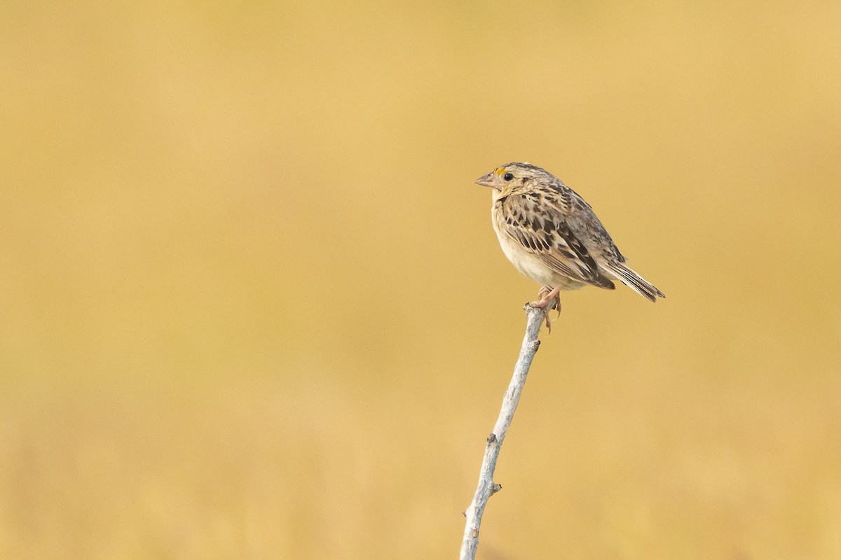 Grasshopper Sparrow - ML608296773