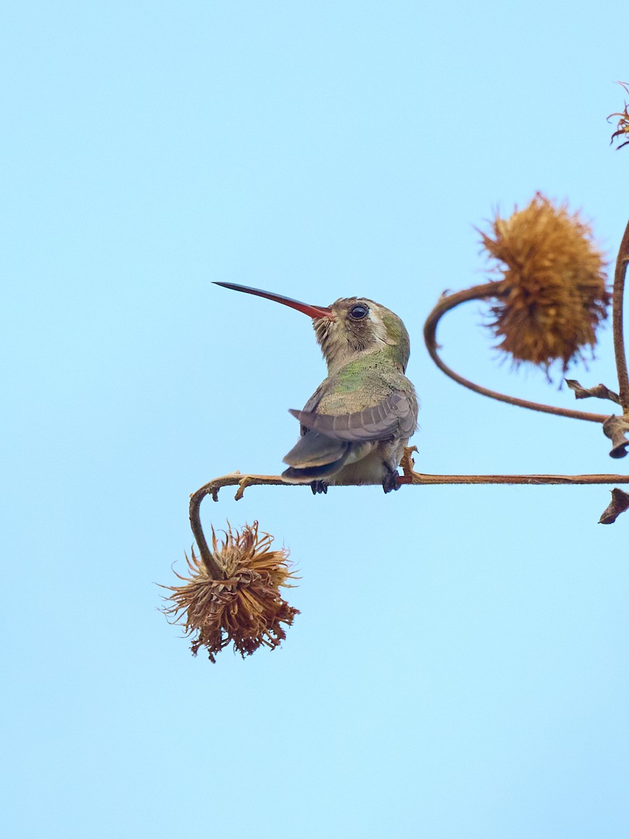 Dusky Hummingbird - ML608296774