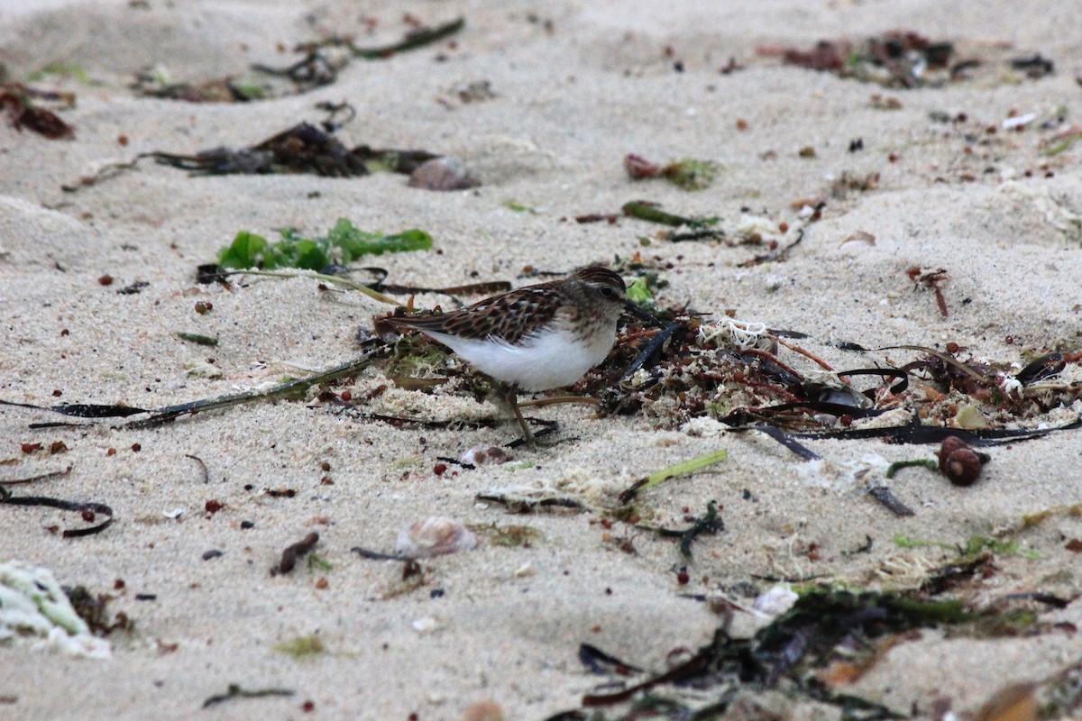 Least Sandpiper - ML608296820