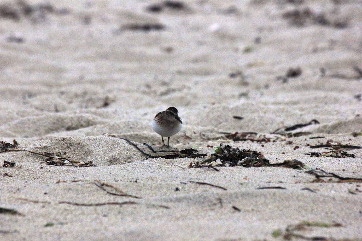 Least Sandpiper - Scott Wieman