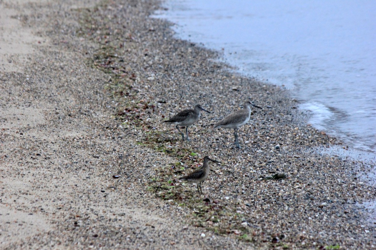 Chevalier semipalmé (inornata) - ML608296825