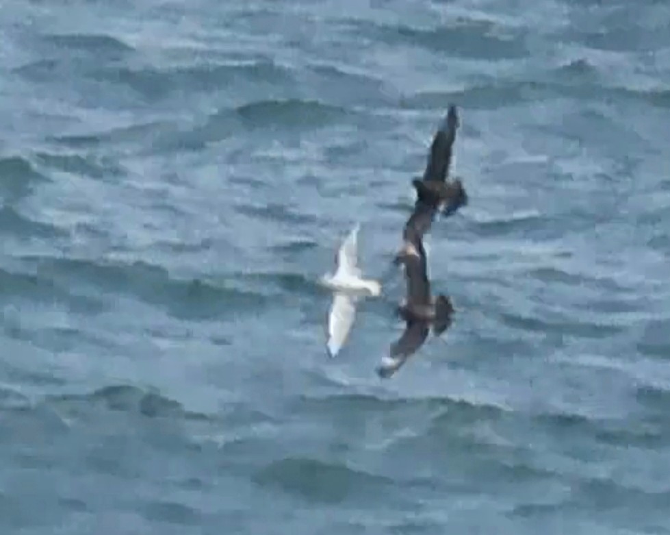 Parasitic Jaeger - ML608296865
