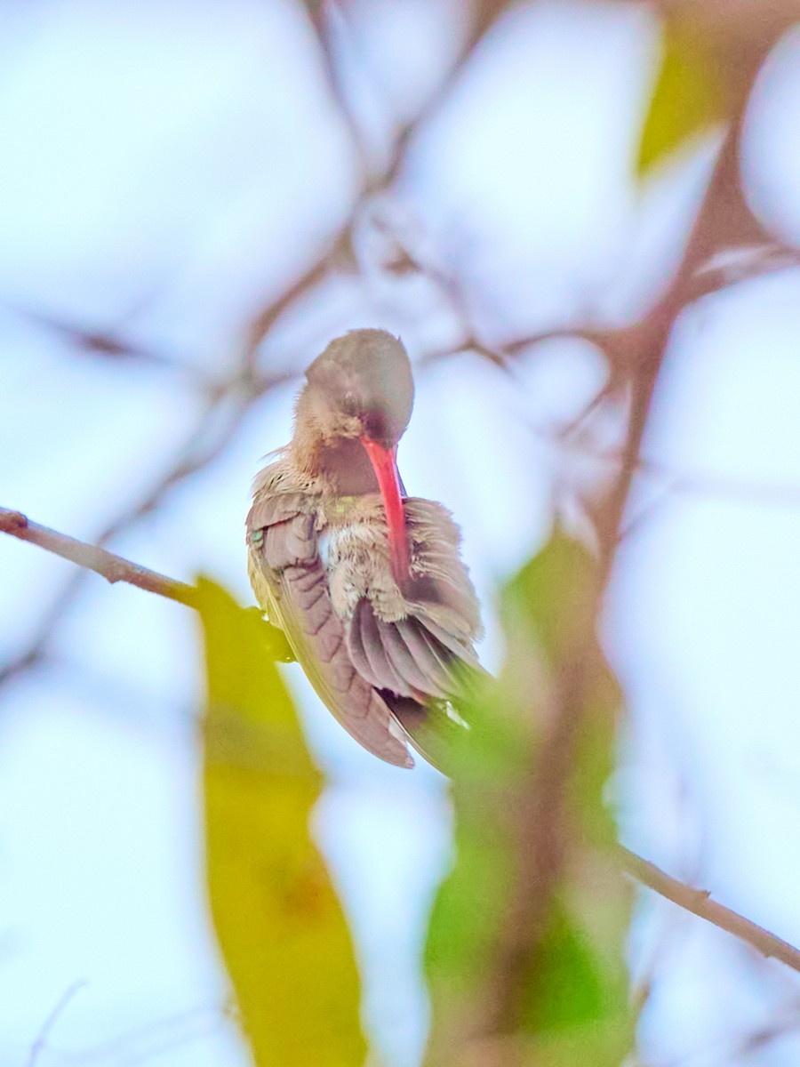 Violet-crowned Hummingbird - ML608296889