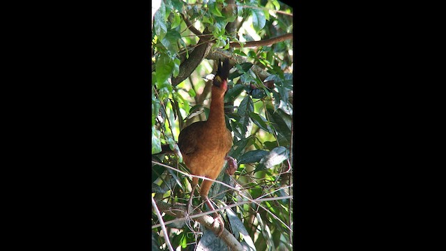 Nocturnal Curassow - ML608296998