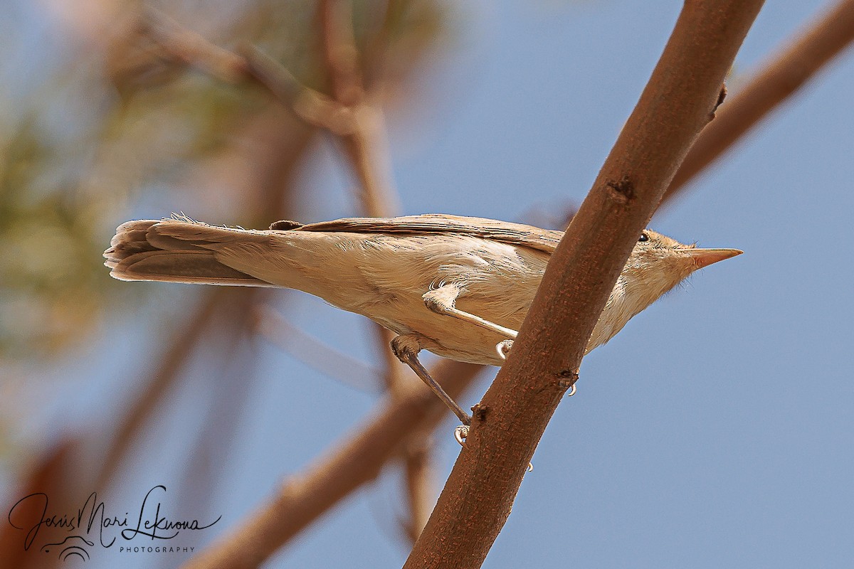 Eastern Olivaceous Warbler - ML608297047