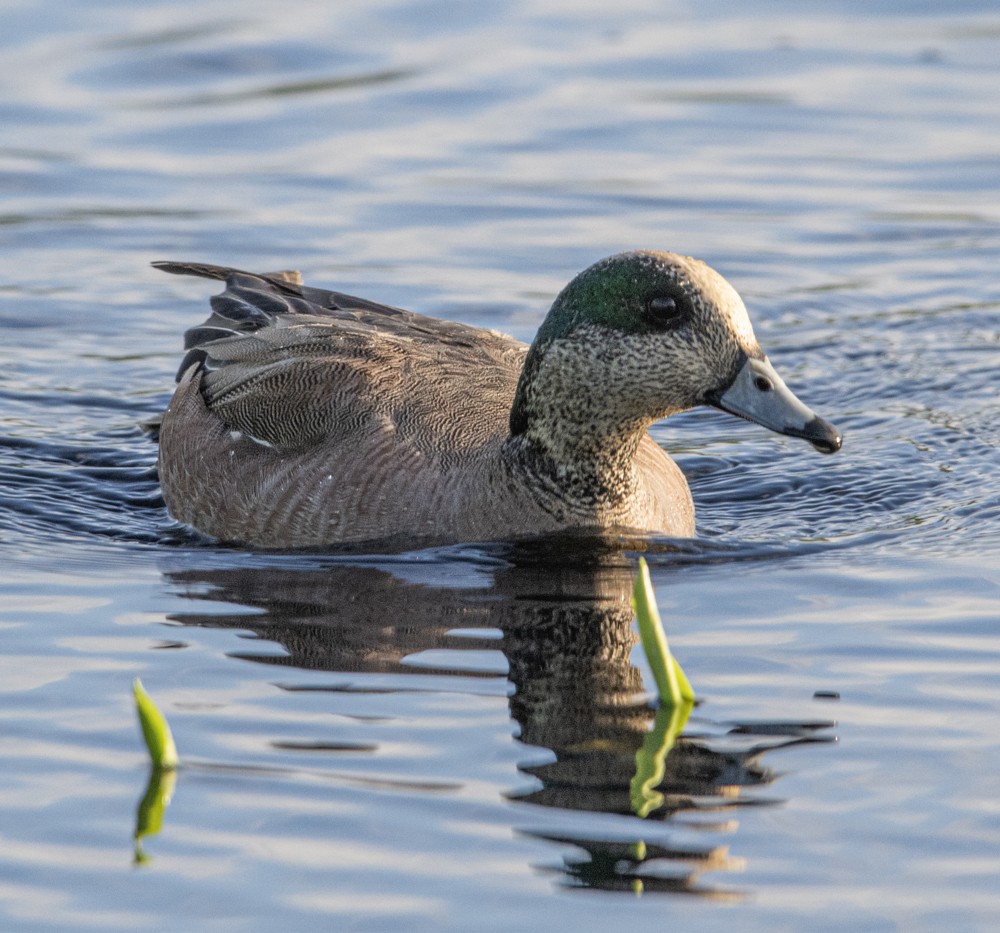 American Wigeon - Carlton Cook