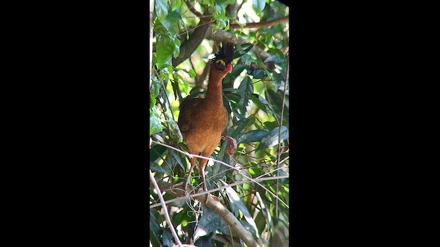 Nocturnal Curassow - ML608297352