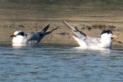 Forster's Tern - ML608297393