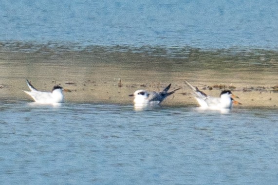 Forster's Tern - ML608297394