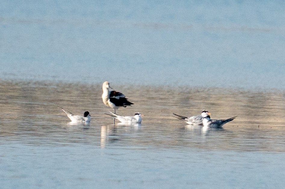 Forster's Tern - ML608297395