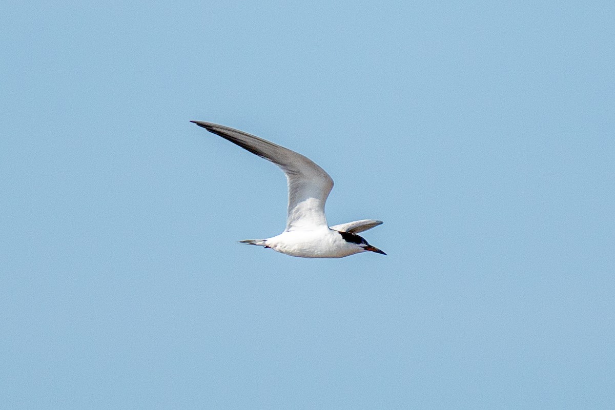 Forster's Tern - ML608297396