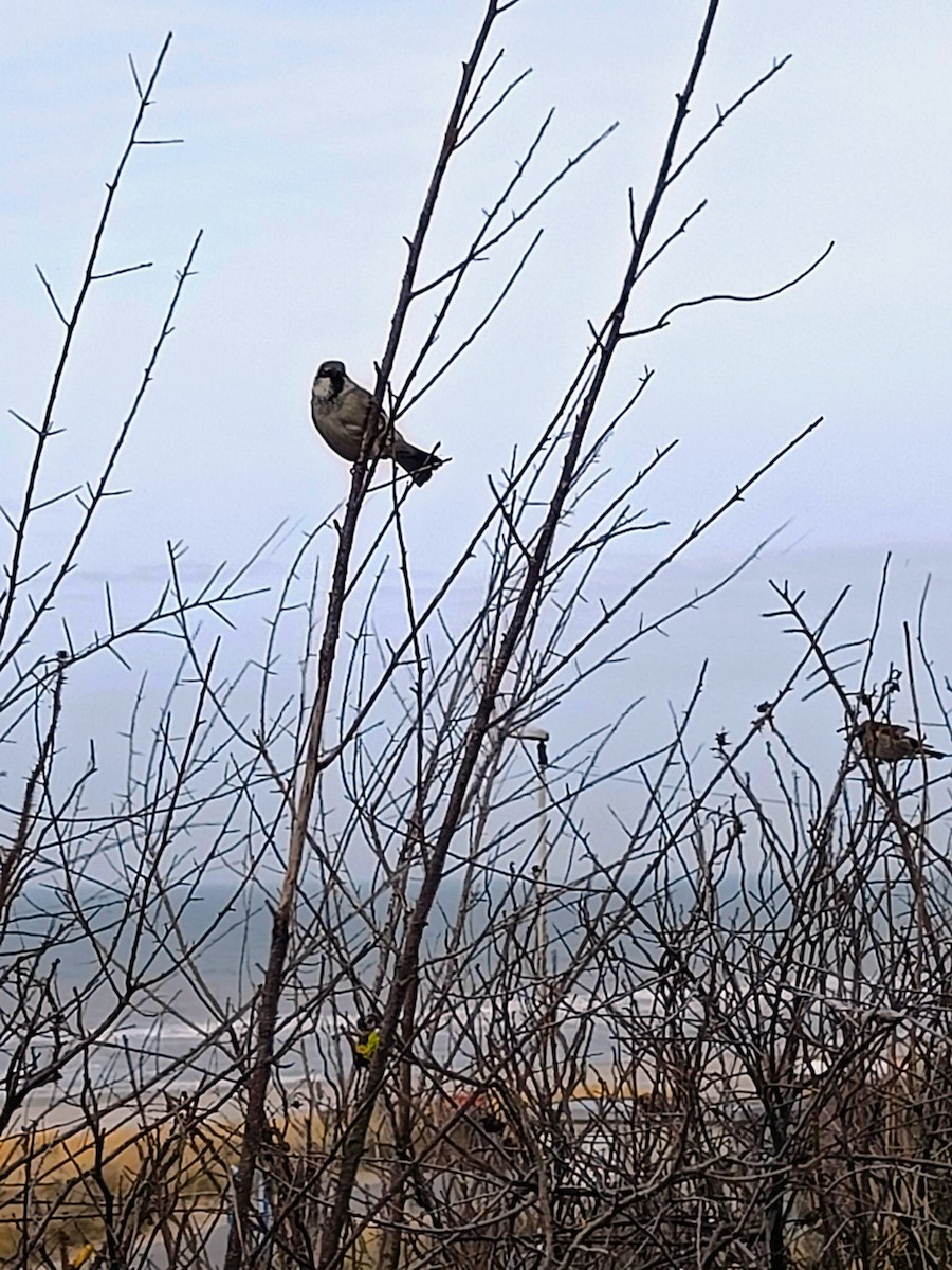 House Sparrow - ML608297419