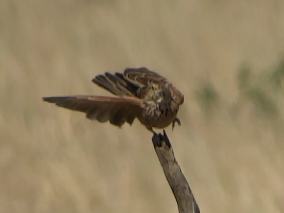 Kidepo Lark - ML608297492