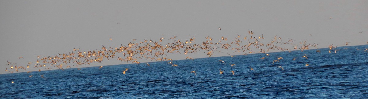 Common Tern - ML608297573