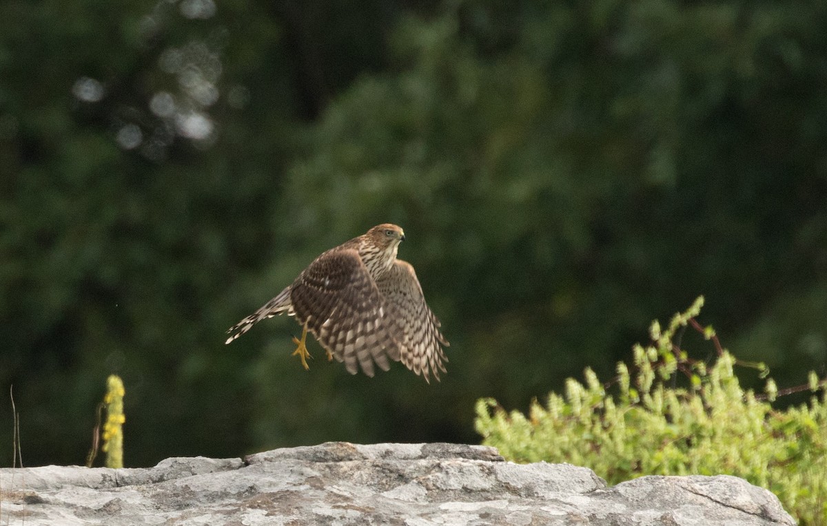 Cooper's Hawk - ML608297642