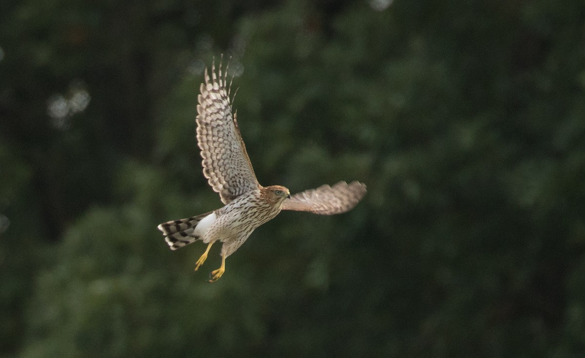 Cooper's Hawk - ML608297643