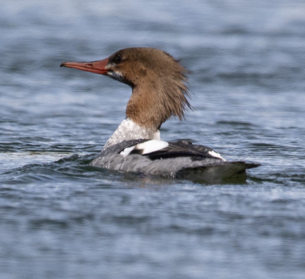 Common Merganser - Carlton Cook