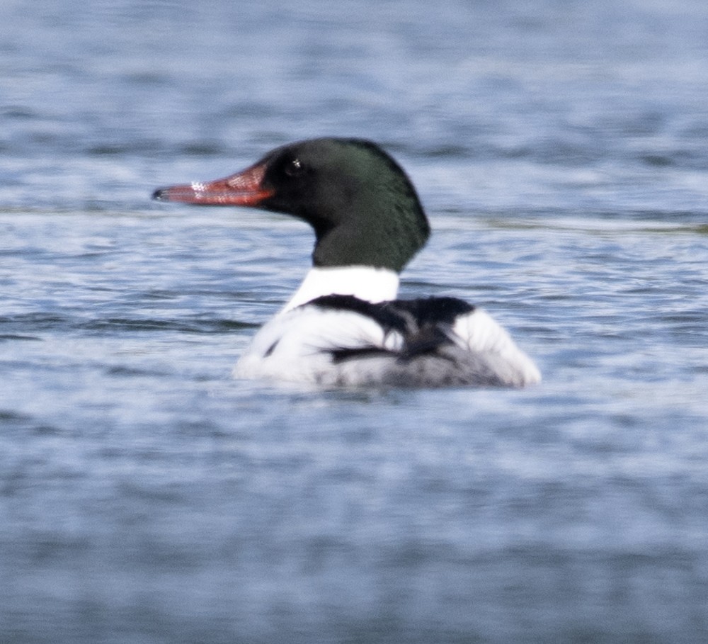 Common Merganser - ML608297655