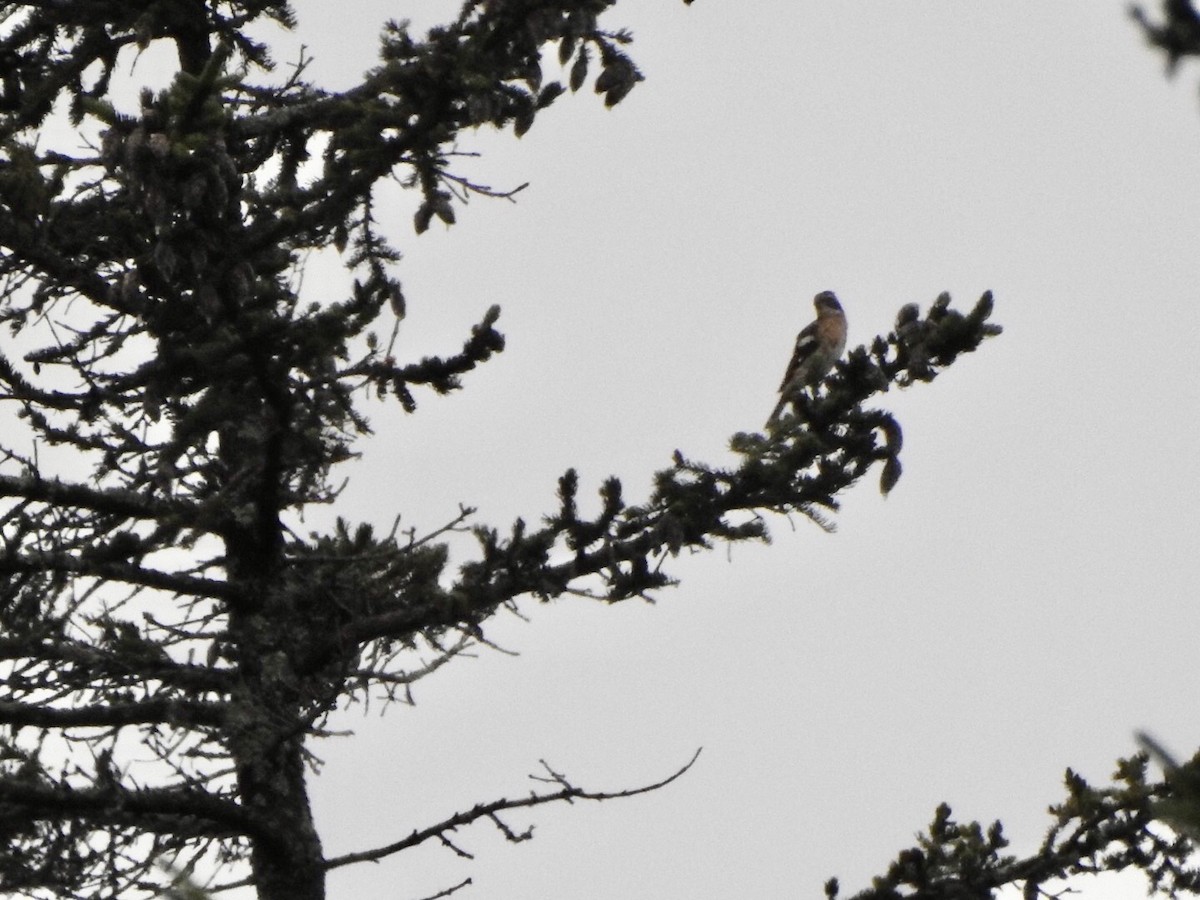 Rose-breasted Grosbeak - ML608297680