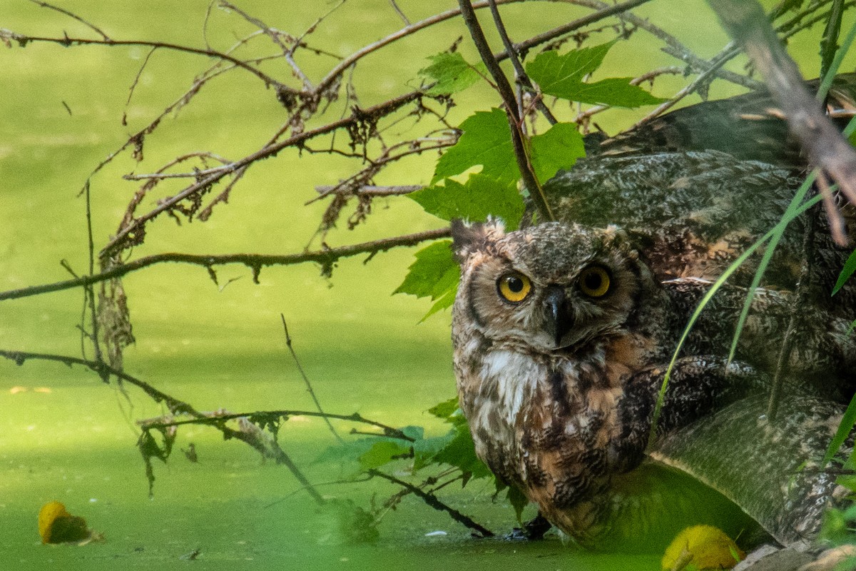Great Horned Owl - ML608297682