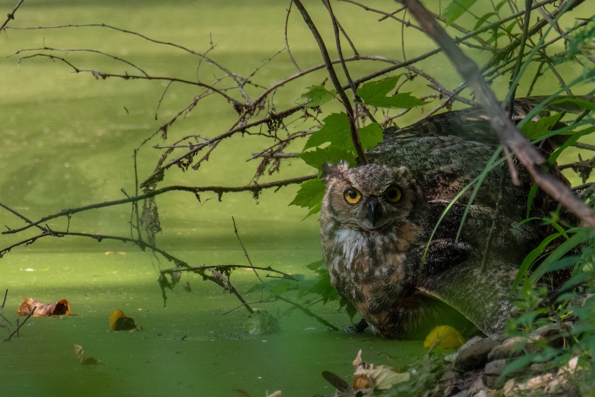 Great Horned Owl - ML608297683