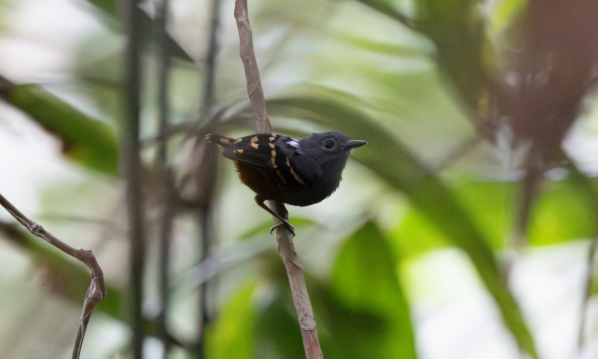 Rufous-bellied Antwren - Paul Fenwick