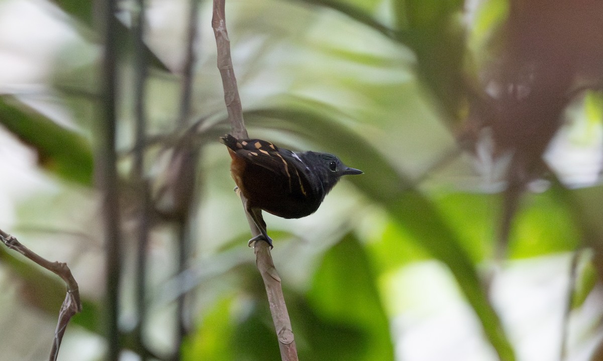 Rufous-bellied Antwren - ML608297703