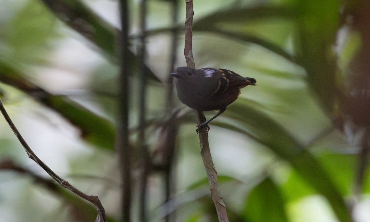 Rufous-bellied Antwren - ML608297704