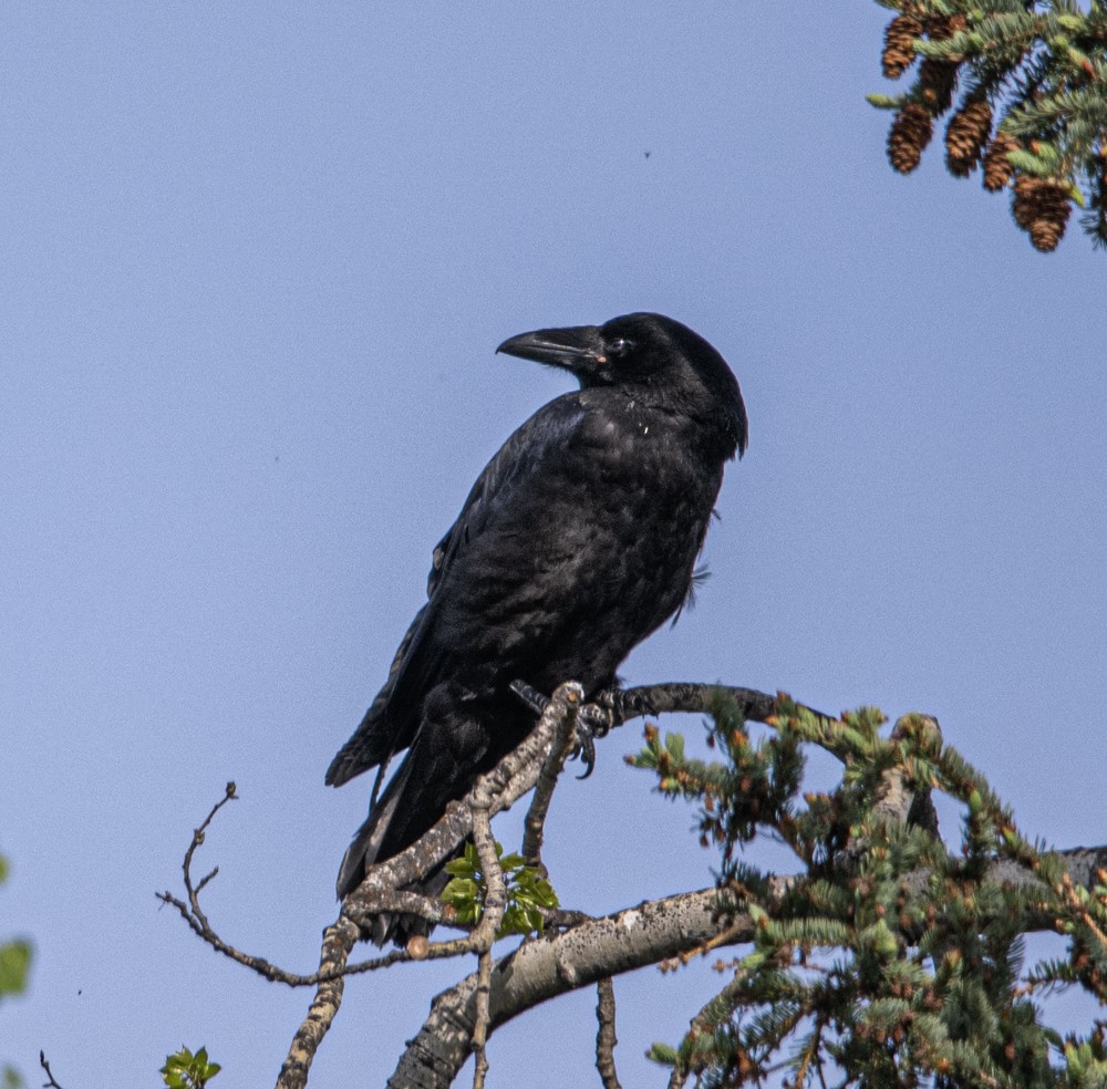 Common Raven - ML608297830