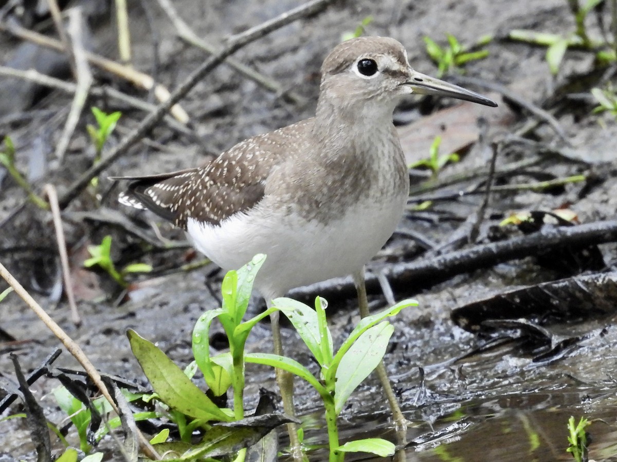 Solitary Sandpiper - ML608297860