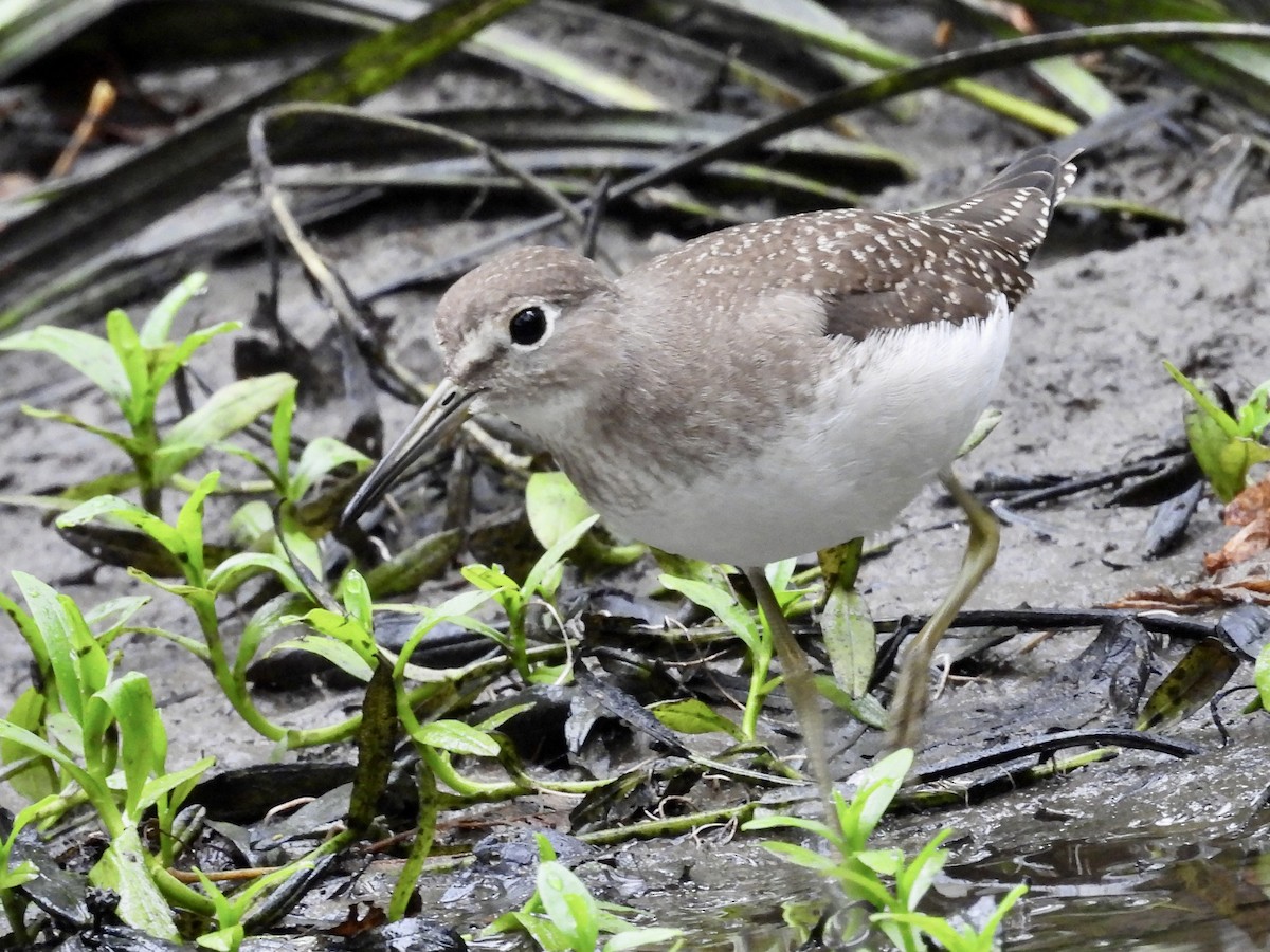 Solitary Sandpiper - ML608297861