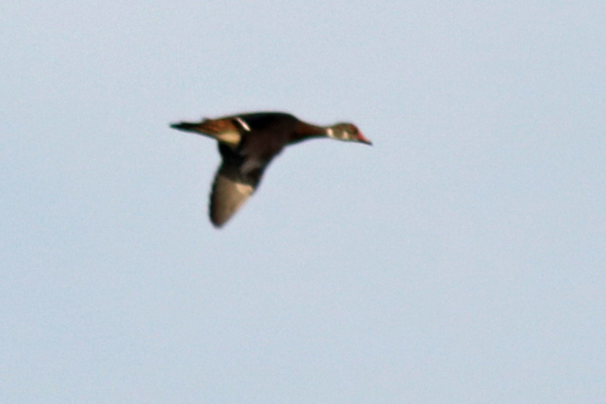 Wood Duck - ML608297868