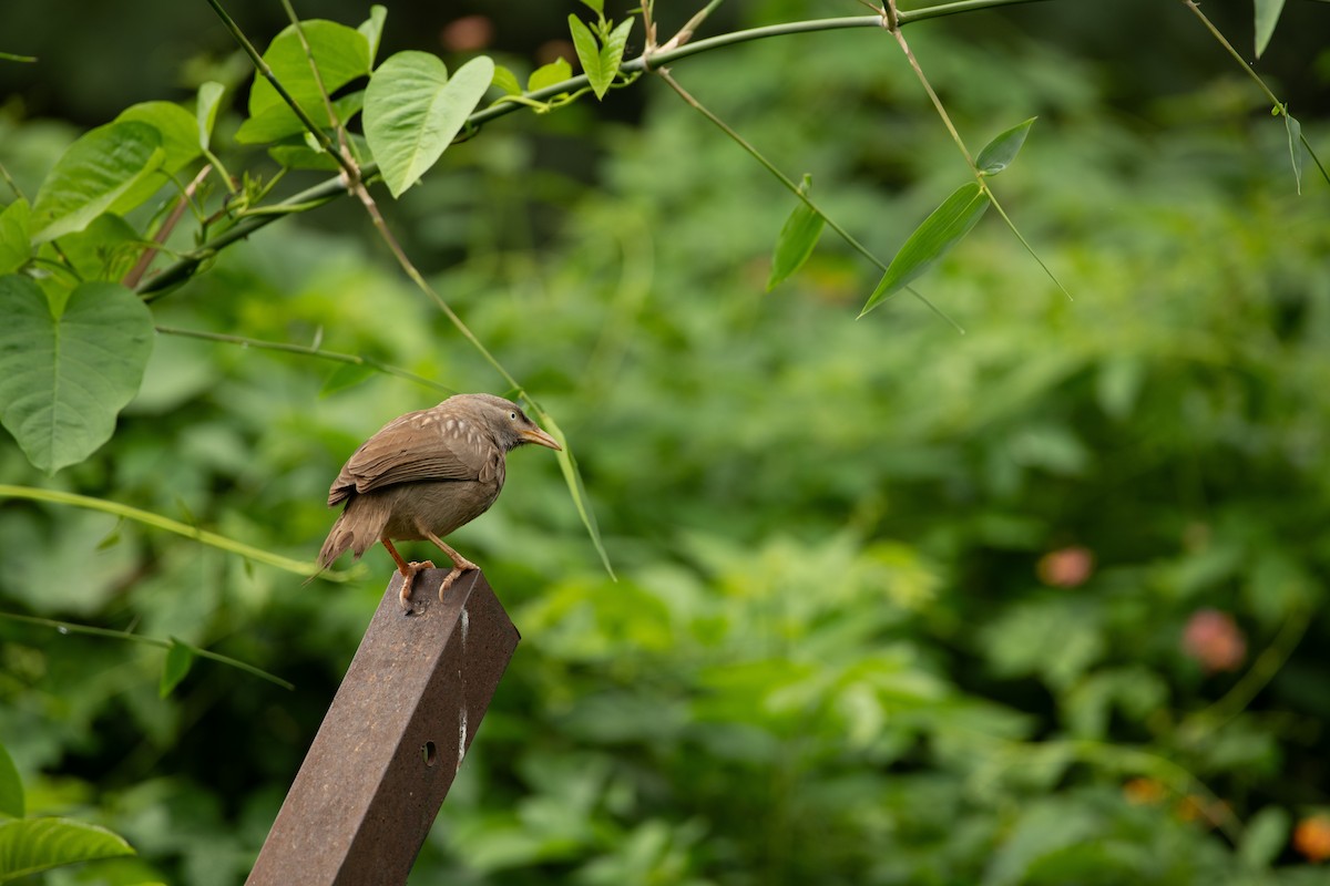 Jungle Babbler - ML608297869