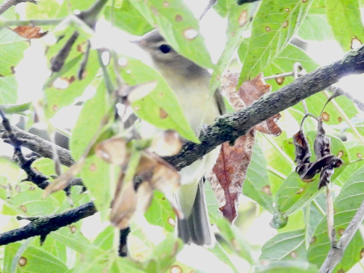 Warbling Vireo - ML608297870