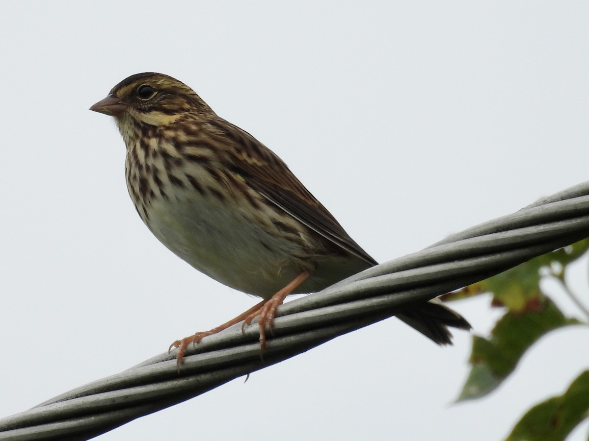 Savannah Sparrow - ML608297873