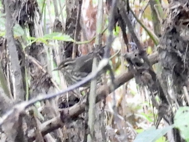 Northern Waterthrush - ML608297884