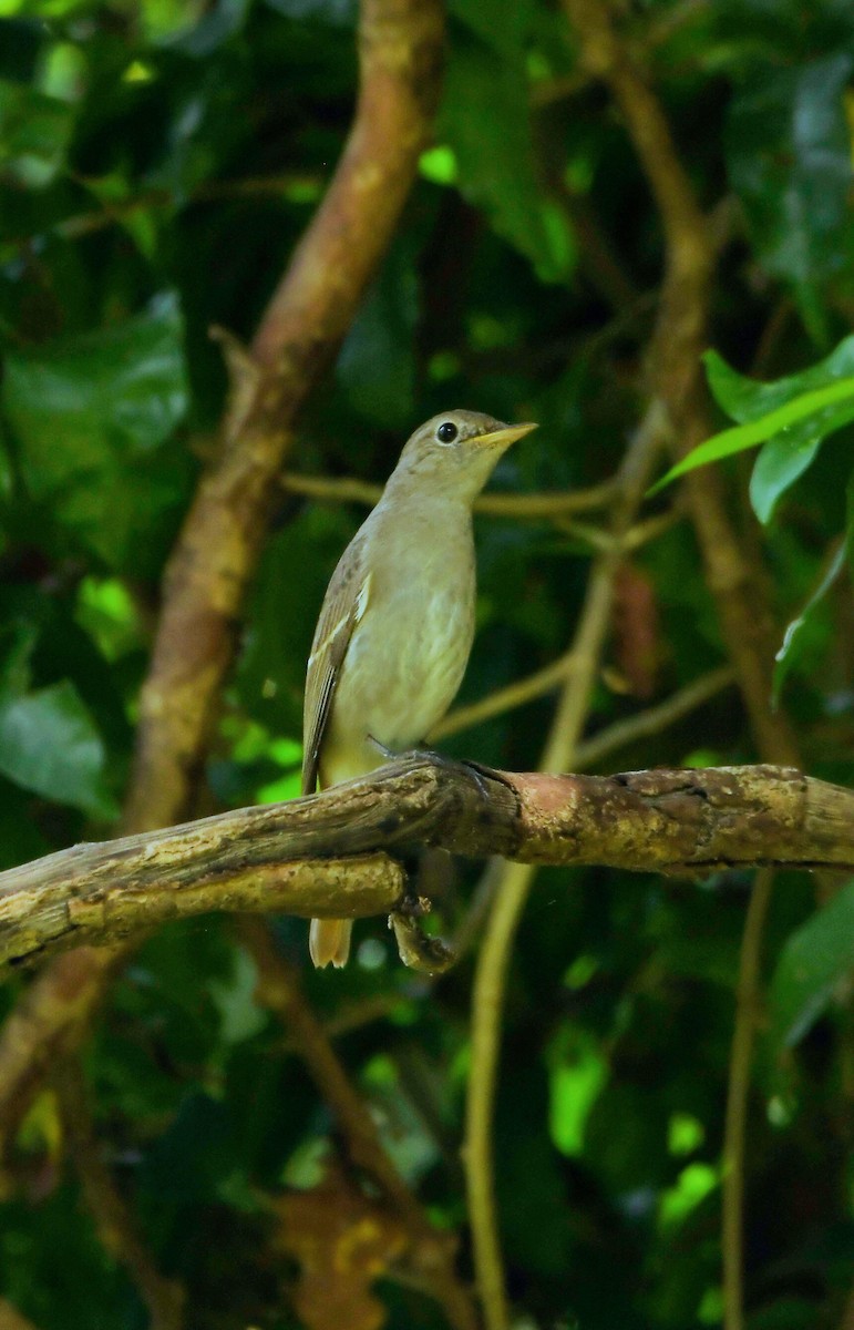 Rusty-tailed Flycatcher - ML608297887