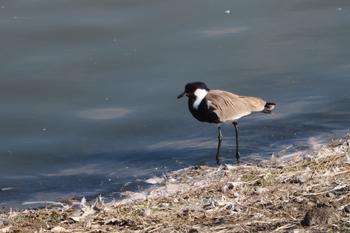 Spur-winged Lapwing - ML608297911
