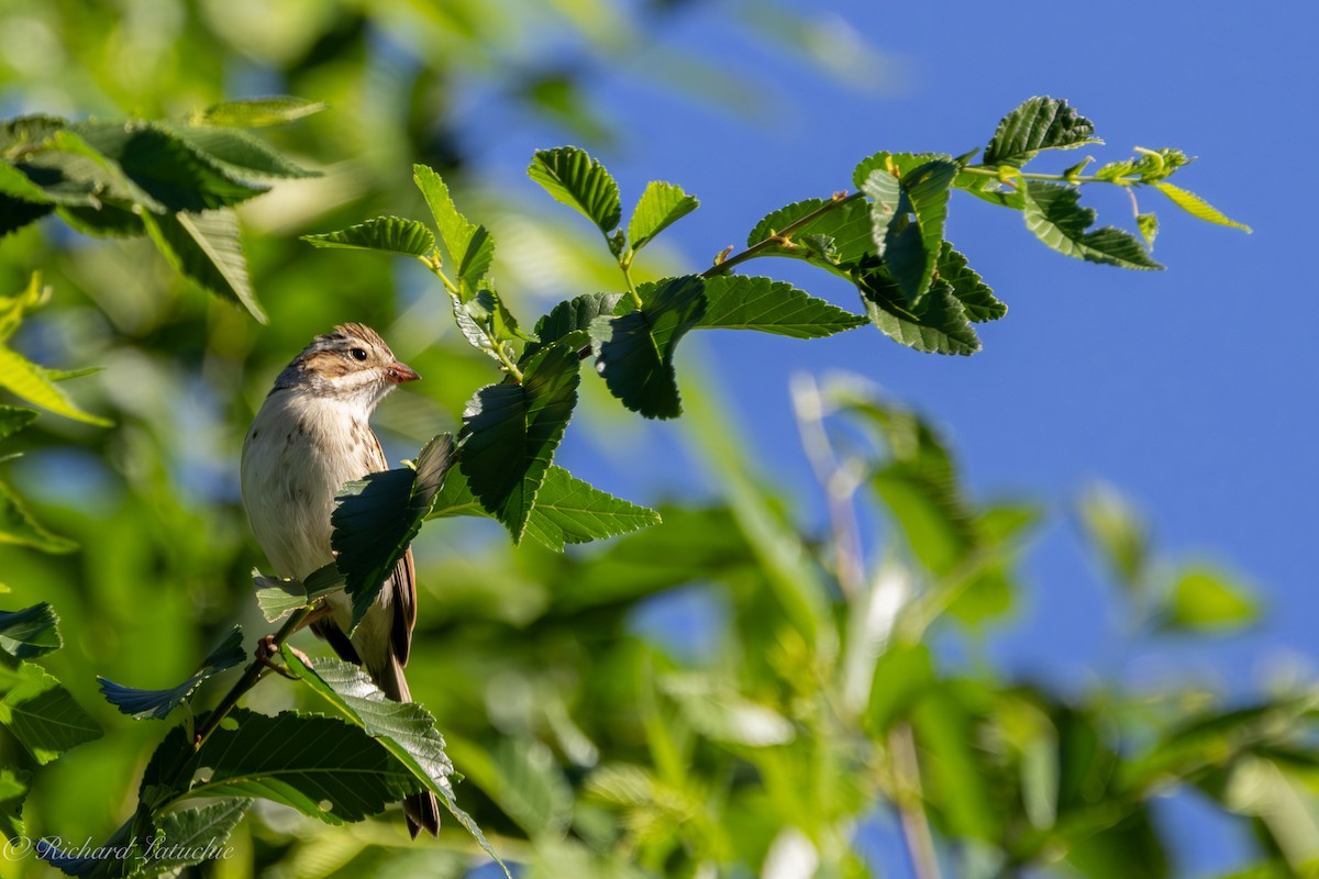 Clay-colored Sparrow - ML608297917