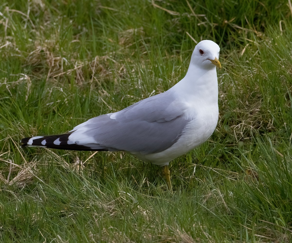 Common Gull - José Martín