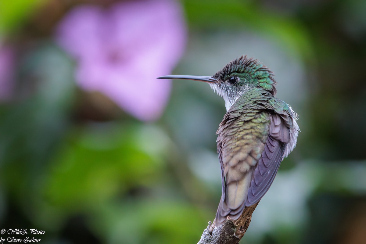 kolibřík andský - ML608297931