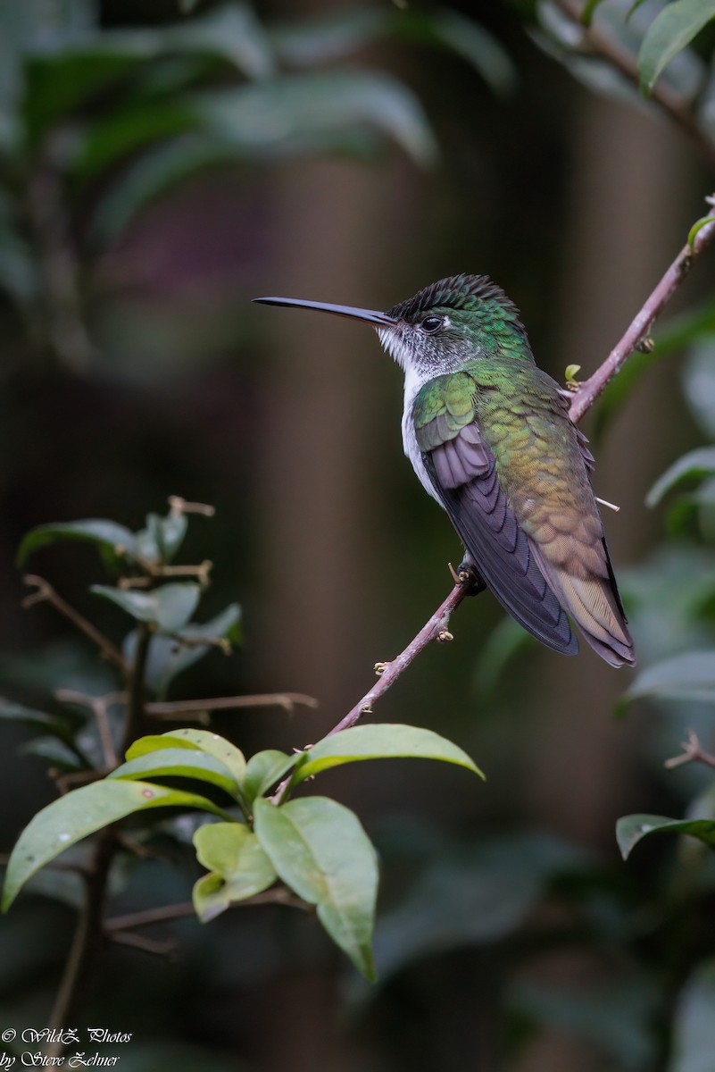 Andean Emerald - ML608297932