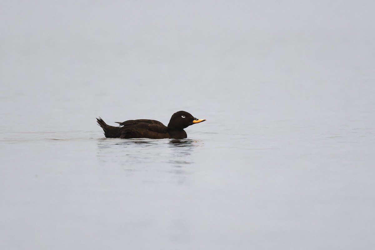 Velvet Scoter - Zbigniew Wnuk