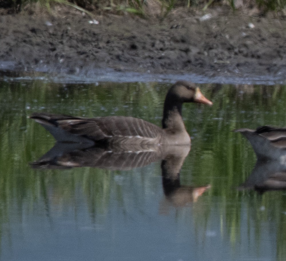 Greater White-fronted Goose - ML608298207