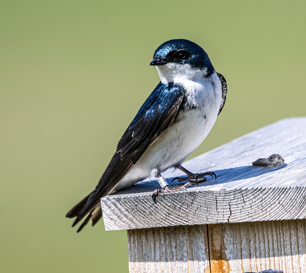 Tree Swallow - ML608298242