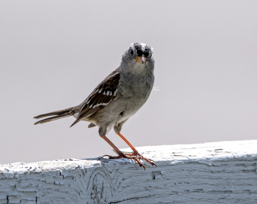 White-crowned Sparrow - ML608298260