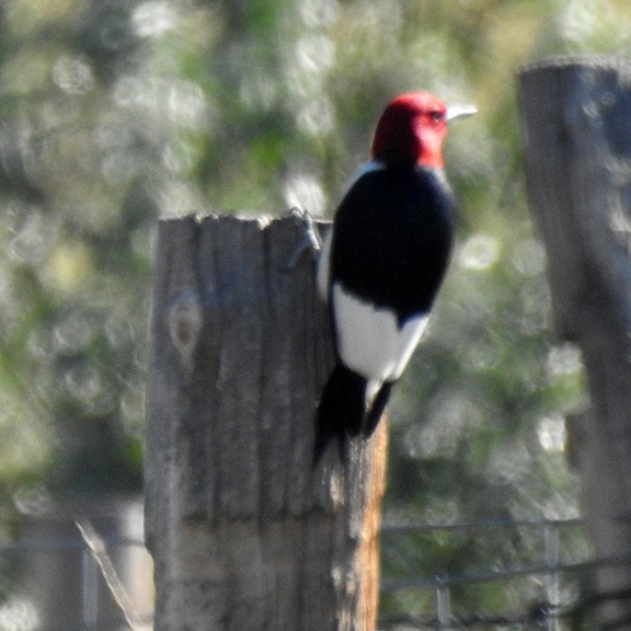 Red-headed Woodpecker - ML608298302