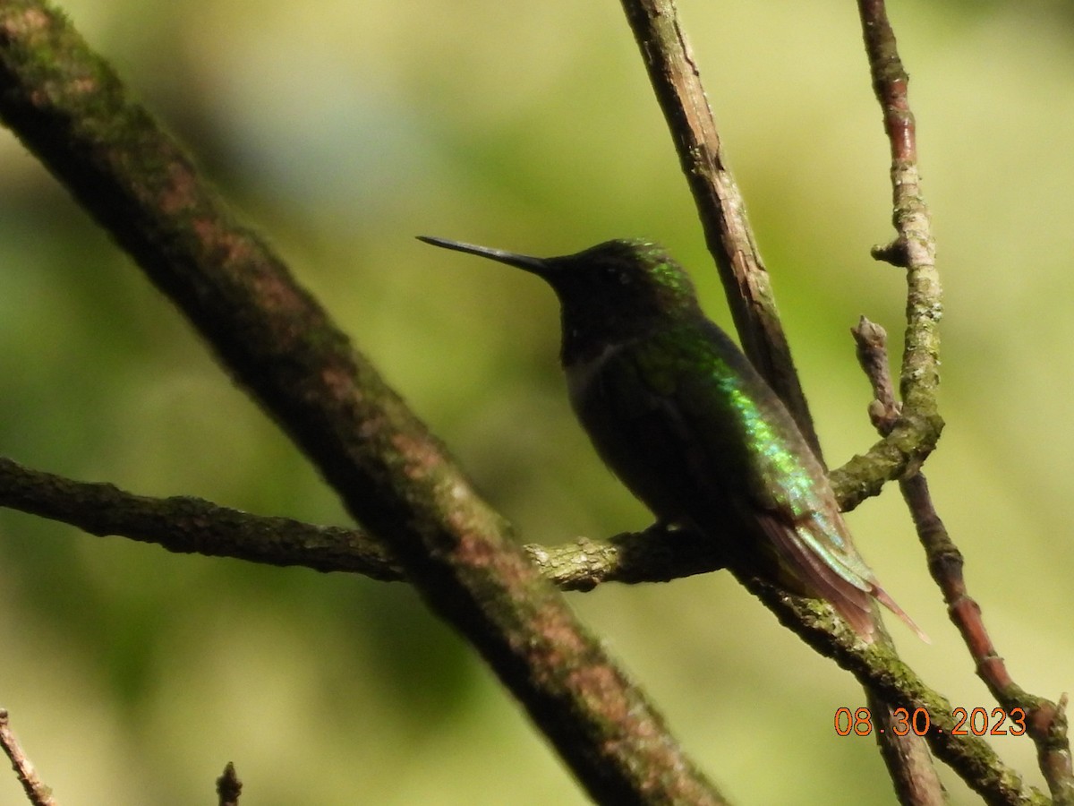 Ruby-throated Hummingbird - ML608298315