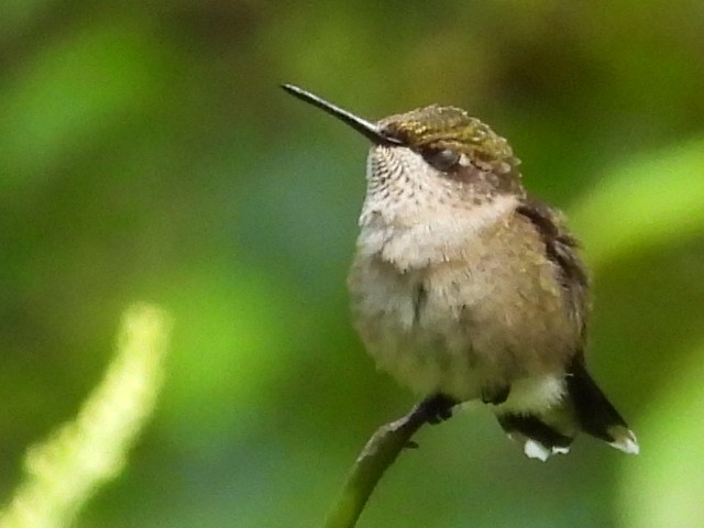 Ruby-throated Hummingbird - ML608298322